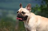 BOULEDOGUE FRANCAIS 1303